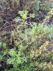 Artemisia campestris maritima