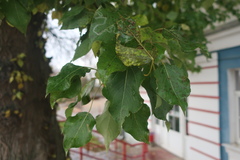 Populus × berolinensis