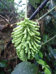 Tournefortia gigantifolia