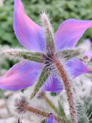 Borago officinalis