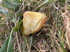 Hygrocybe acutoconica