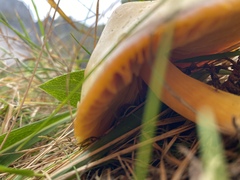 Hygrocybe acutoconica