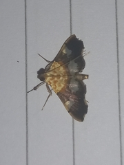 Aetholix flavibasalis