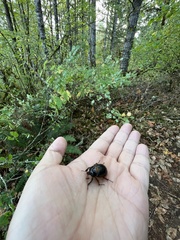 Pleocoma dubitabilis dubitabilis