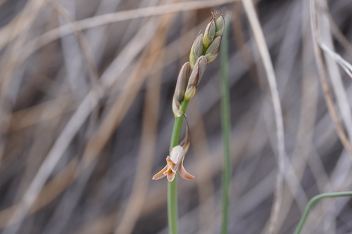Dipcadi serotinum
