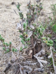 Crucianella maritima