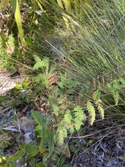 Chamaecrista nictitans aspera