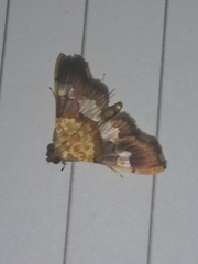 Aetholix flavibasalis