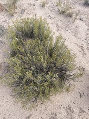 Gutierrezia sarothrae