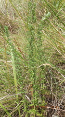 Syncolostemon