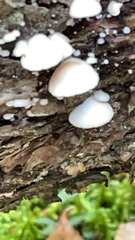 Crepidotus applanatus