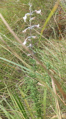 Syncolostemon