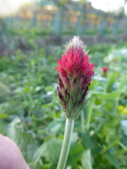 Trifolium incarnatum