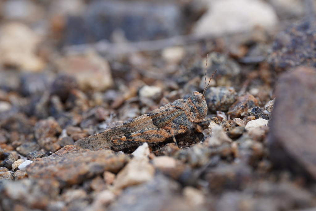 Fuerteventura Sand Grasshopper