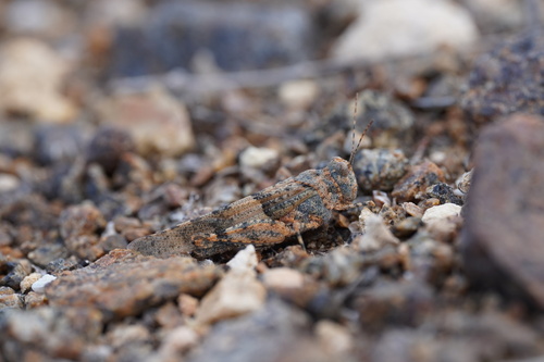 Fuerteventura Sand Grasshopper