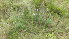 Syncolostemon