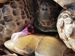 Testudo marginata