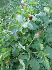 Trifolium incarnatum