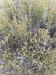 Gutierrezia sarothrae