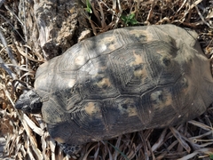 Testudo marginata