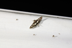 Desmia funeralis