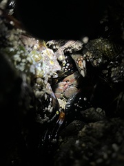 Petrolisthes cinctipes