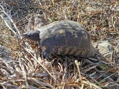Testudo marginata