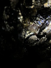 Petrolisthes cinctipes