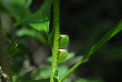 Smiliinae