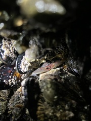 Petrolisthes cinctipes