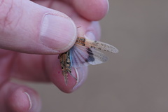 Sphingonotus fuerteventurae