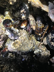 Petrolisthes cinctipes