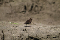 Leistes militaris
