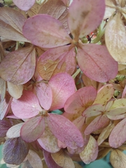 Hydrangea