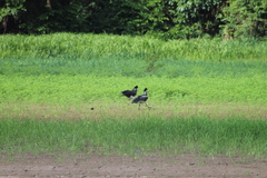 Anhima cornuta