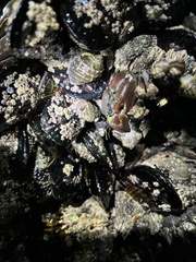 Petrolisthes cinctipes