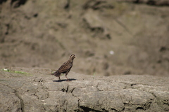 Leistes militaris