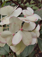 Hydrangea