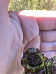 Orsilochides guttata