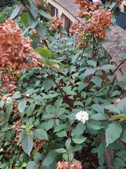 Hydrangea