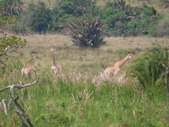 Giraffa camelopardalis giraffa