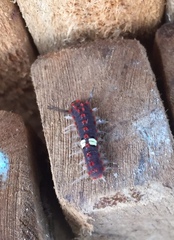 Rhetus arcius