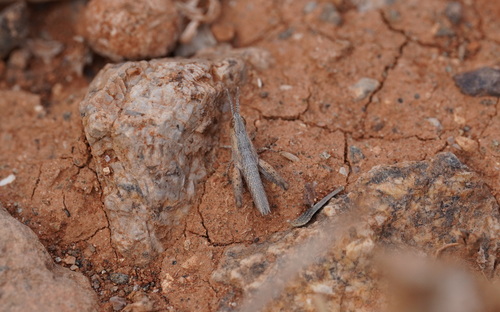 Purpurarian Grasshopper