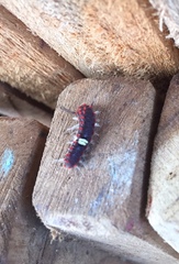 Rhetus arcius