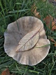 Lepista personata