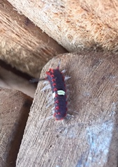 Rhetus arcius