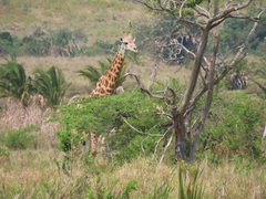 Giraffa camelopardalis giraffa