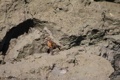 Leistes militaris