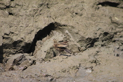 Leistes militaris