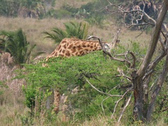 Giraffa camelopardalis giraffa